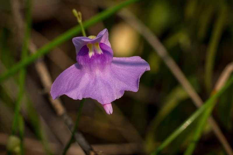 Utricularia tricolor photo 5