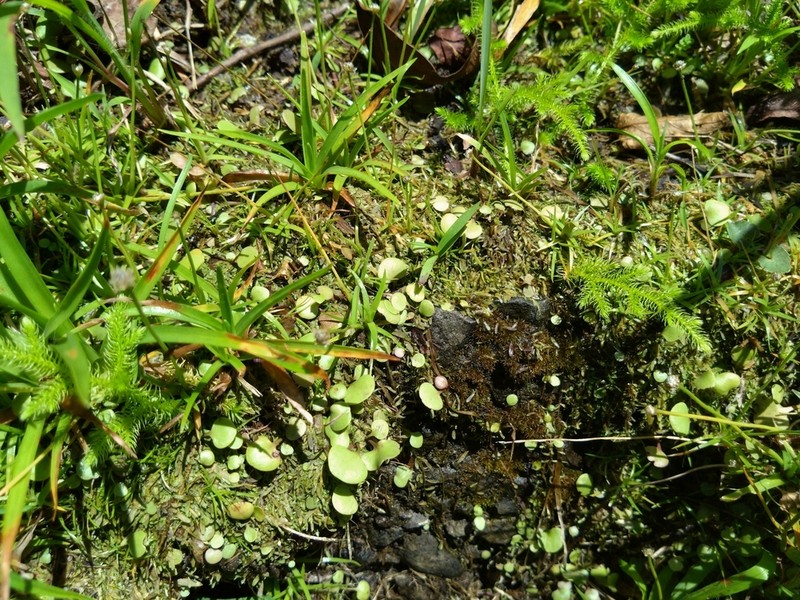 Utricularia tricolor photo 6