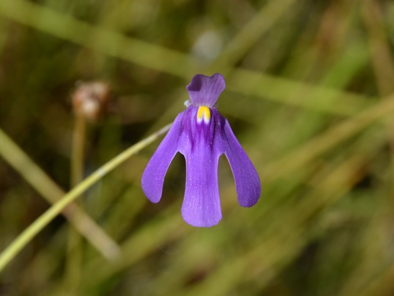 Utricularia tridactyla