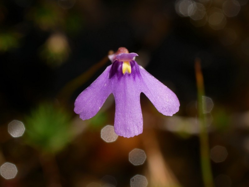 Utricularia tridactyla photo 2