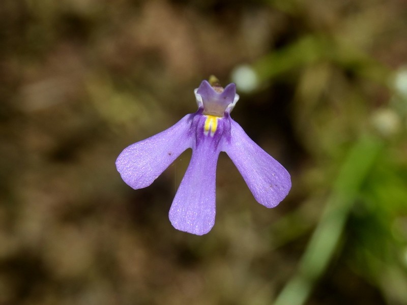 Utricularia tridactyla photo 4