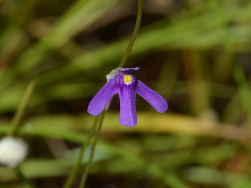 Utricularia tridactyla photo 7