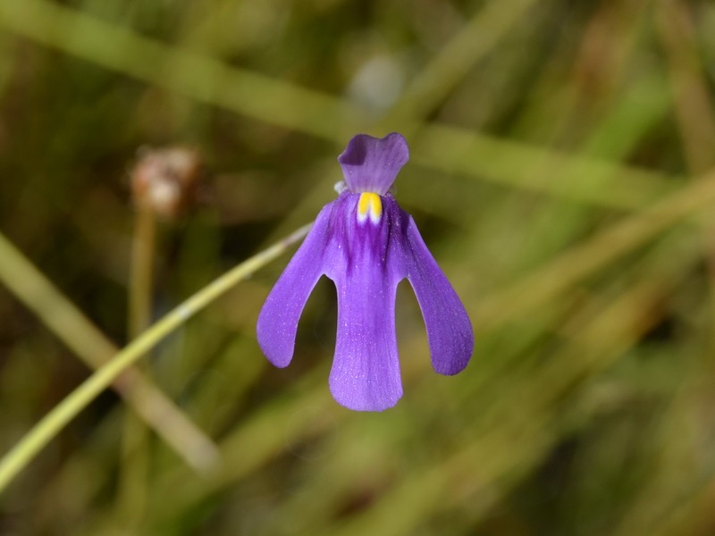 Utricularia tridactyla photo 8