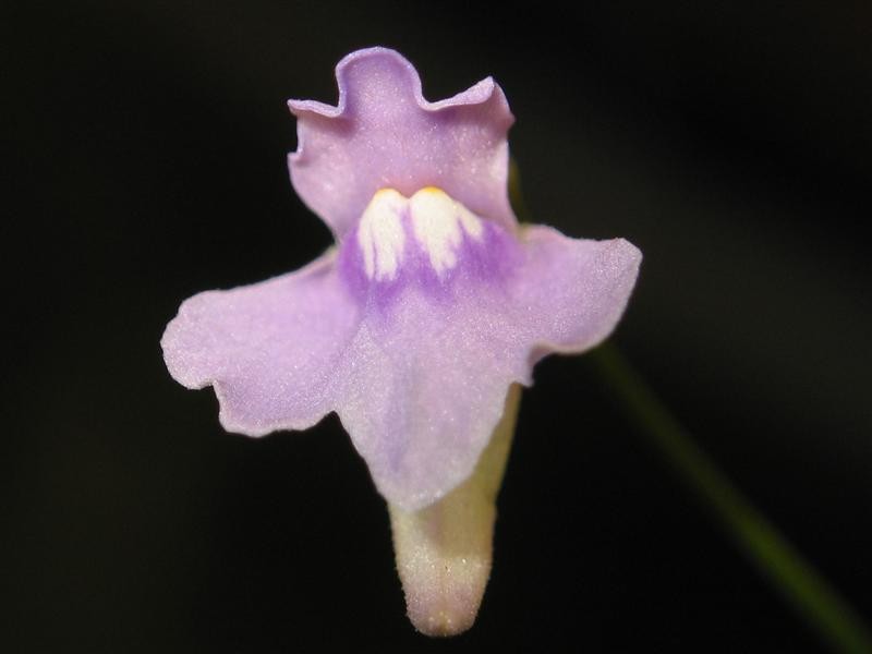 Utricularia tridentata