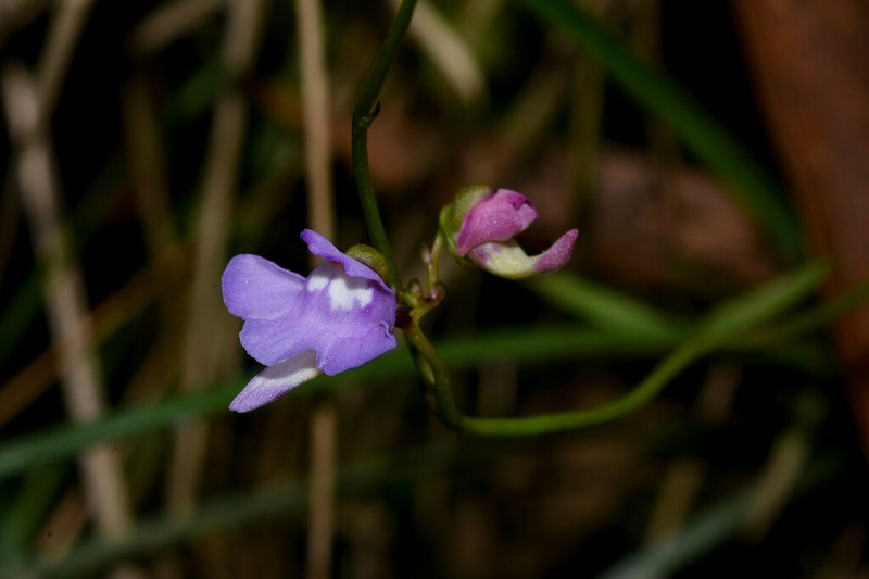 Utricularia tridentata photo 2
