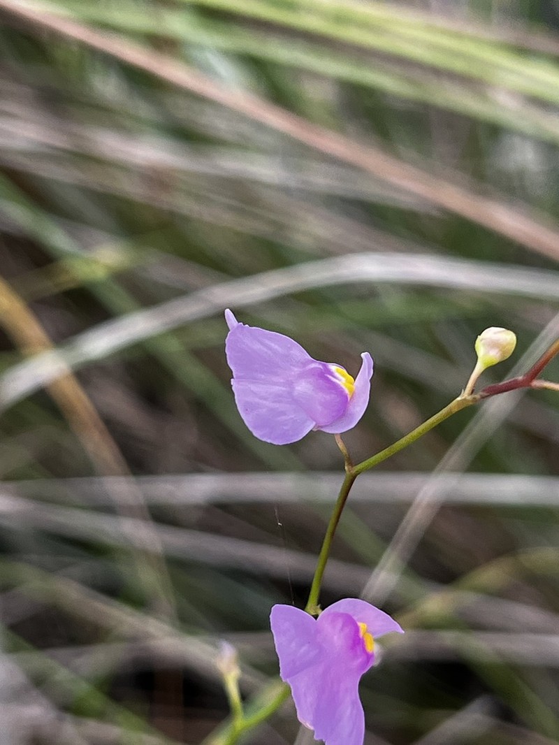 Utricularia tridentata photo 3