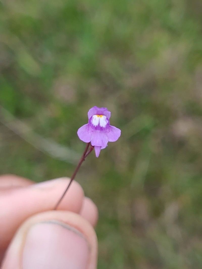 Utricularia tridentata photo 4