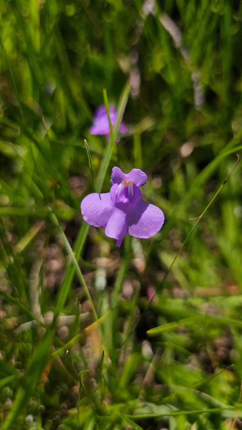 Utricularia tridentata photo 5