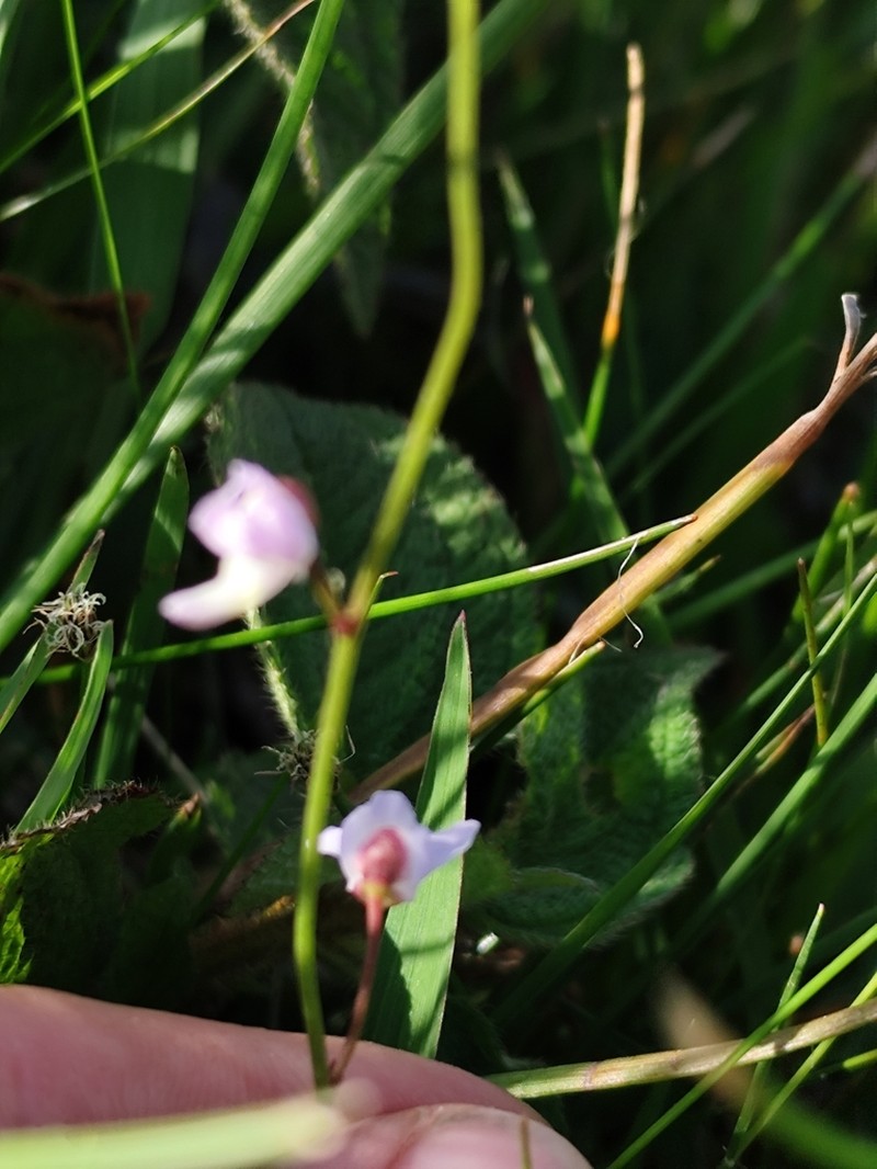 Utricularia tridentata photo 6