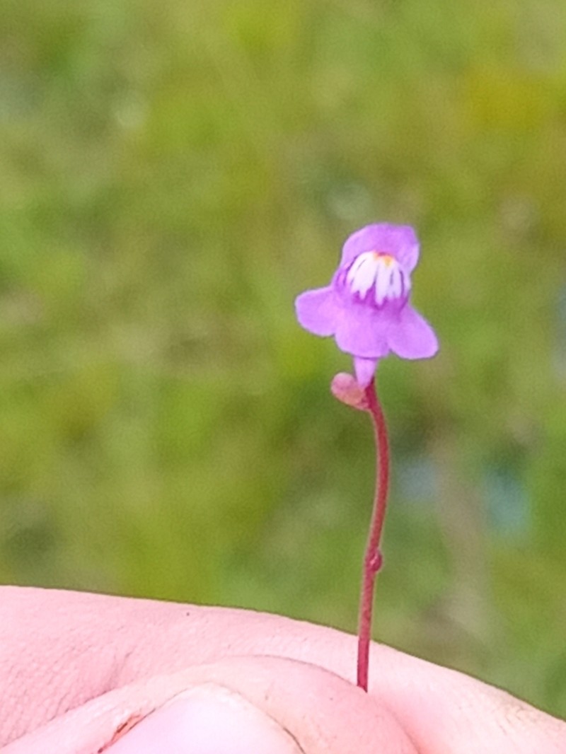 Utricularia tridentata photo 7