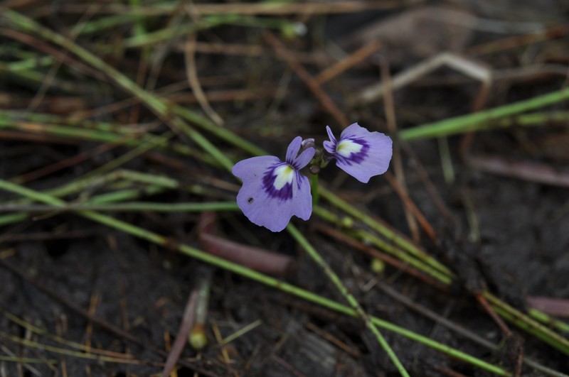 Utricularia triflora