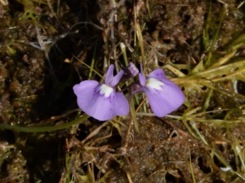 Utricularia triflora photo 2