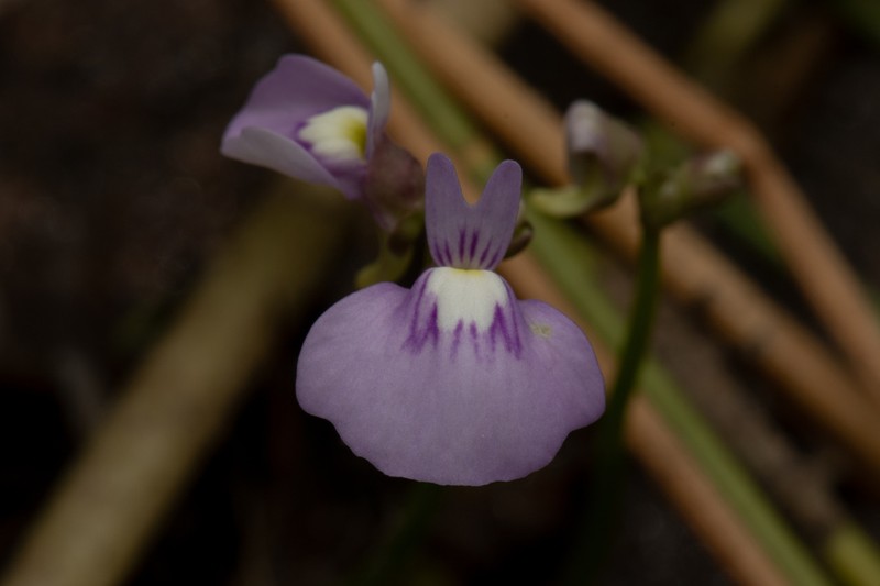Utricularia triflora photo 3