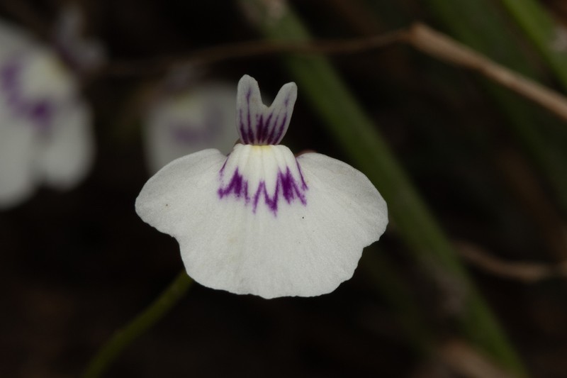 Utricularia triflora photo 4