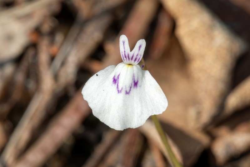 Utricularia triflora photo 5