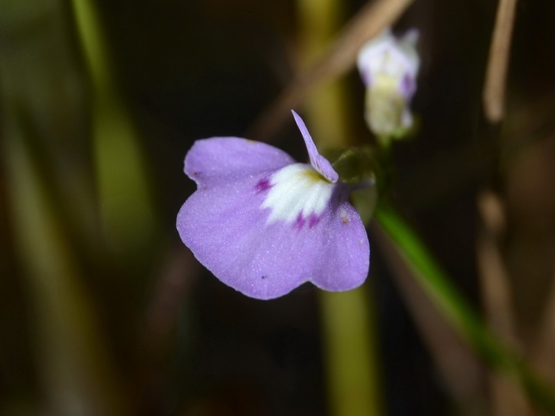 Utricularia triflora photo 6