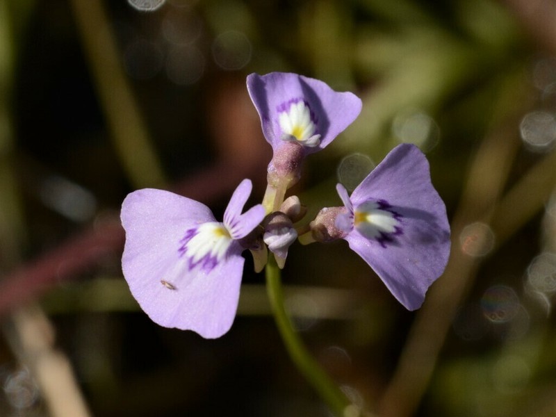 Utricularia triflora photo 7