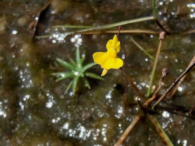 Utricularia triloba photo 2