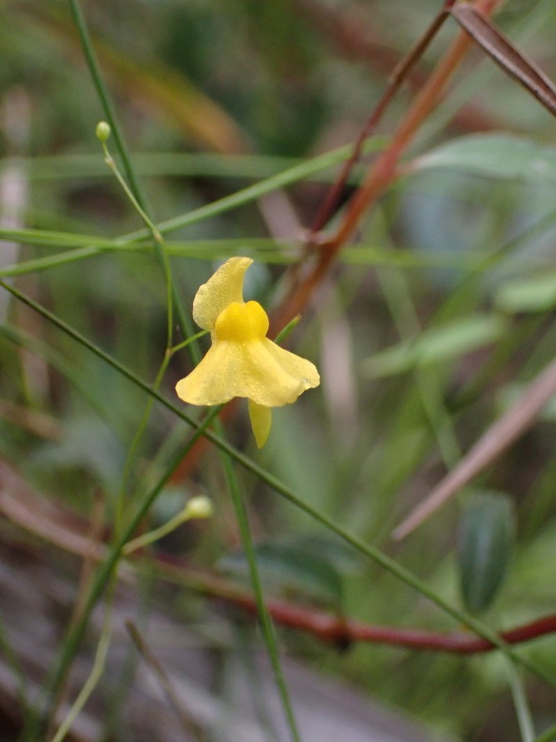 Utricularia triloba photo 3