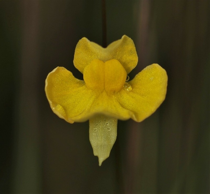 Utricularia triloba photo 4