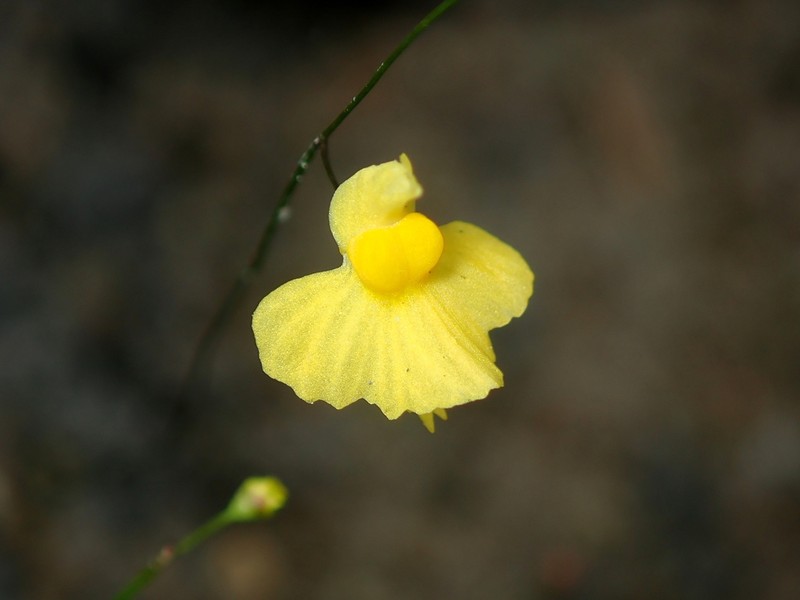 Utricularia triloba photo 6