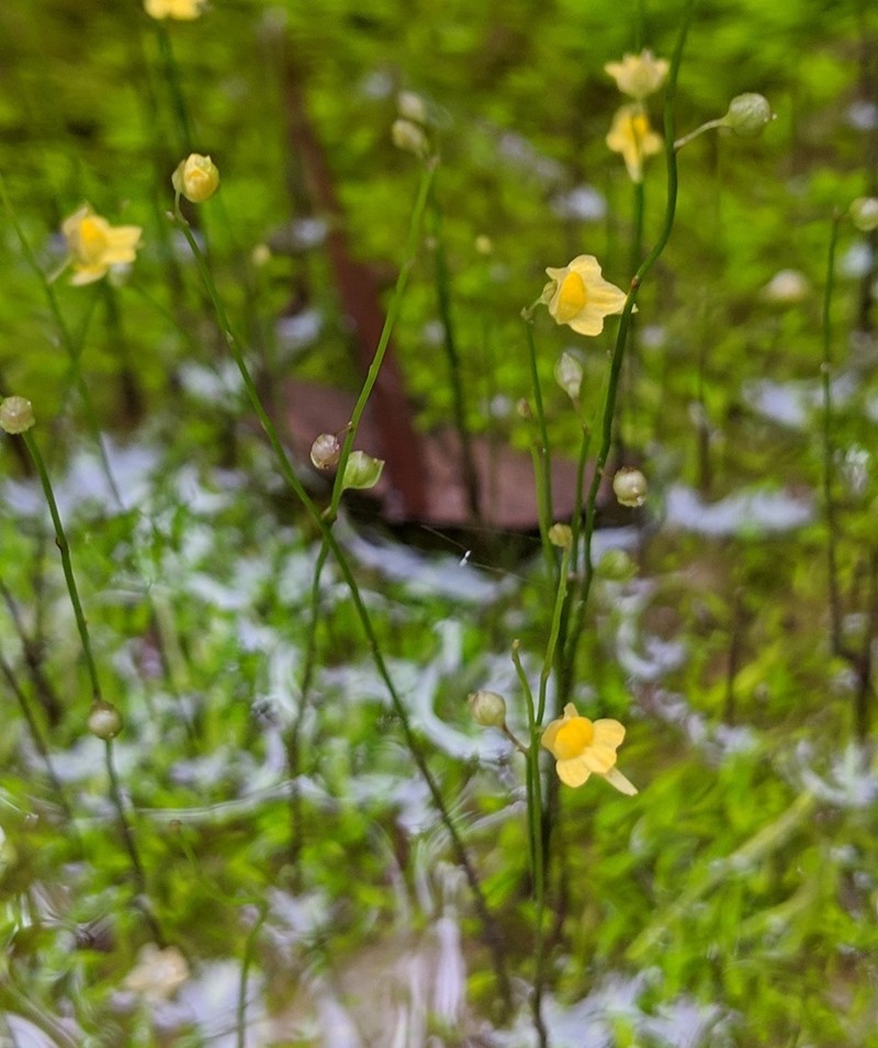 Utricularia triloba photo 7