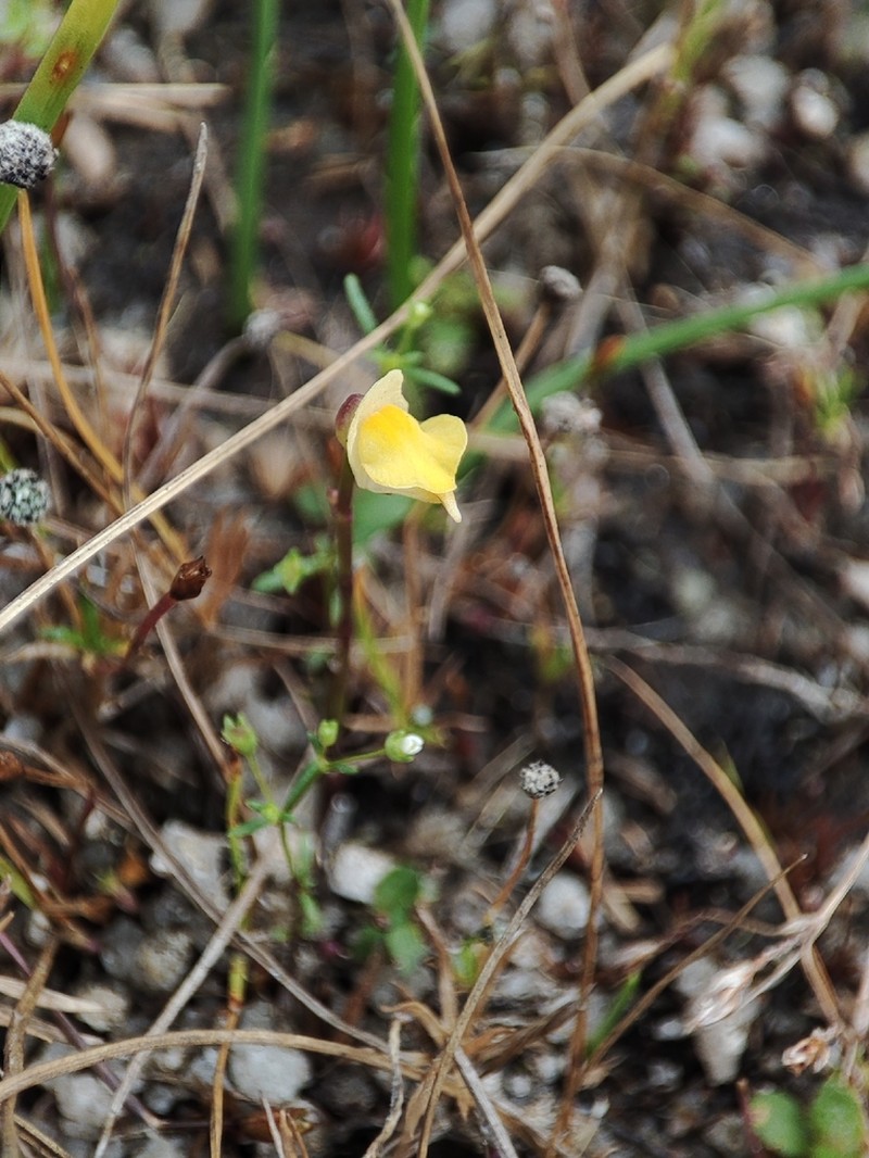 Utricularia trinervia photo 2