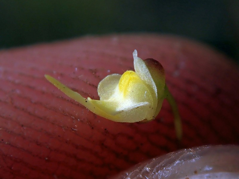 Utricularia trinervia photo 3