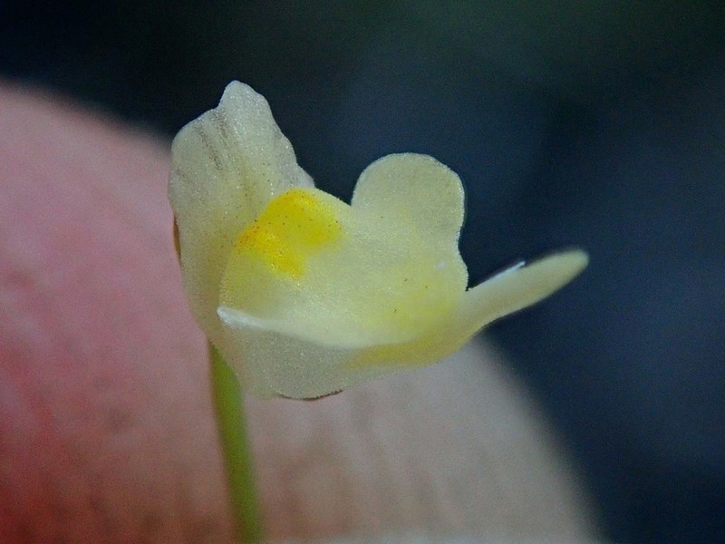 Utricularia trinervia photo 4