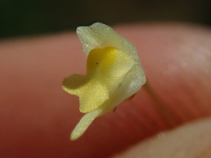 Utricularia trinervia photo 5