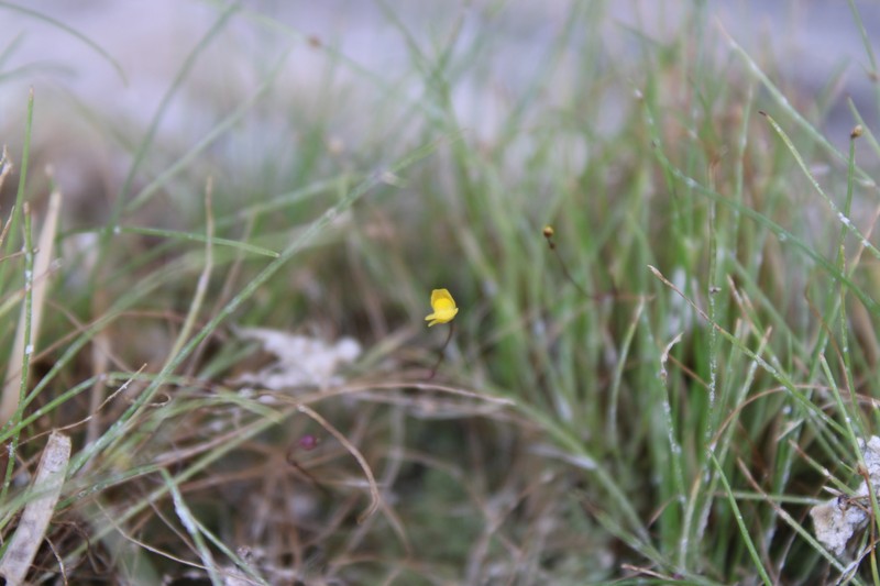 Utricularia trinervia photo 7