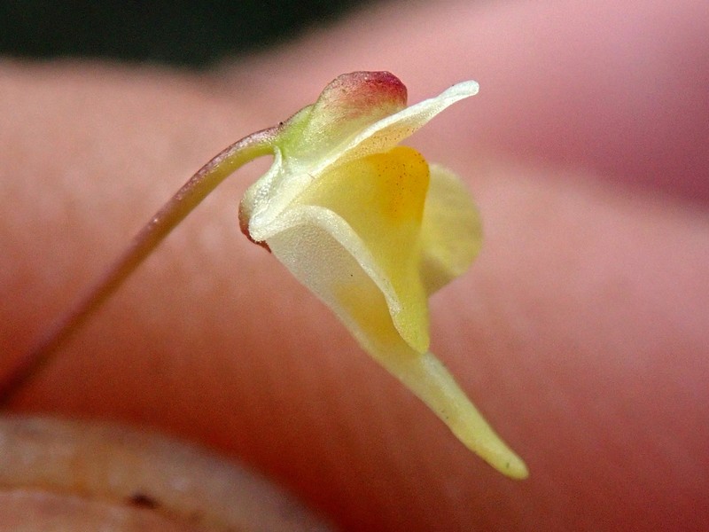 Utricularia trinervia photo 8