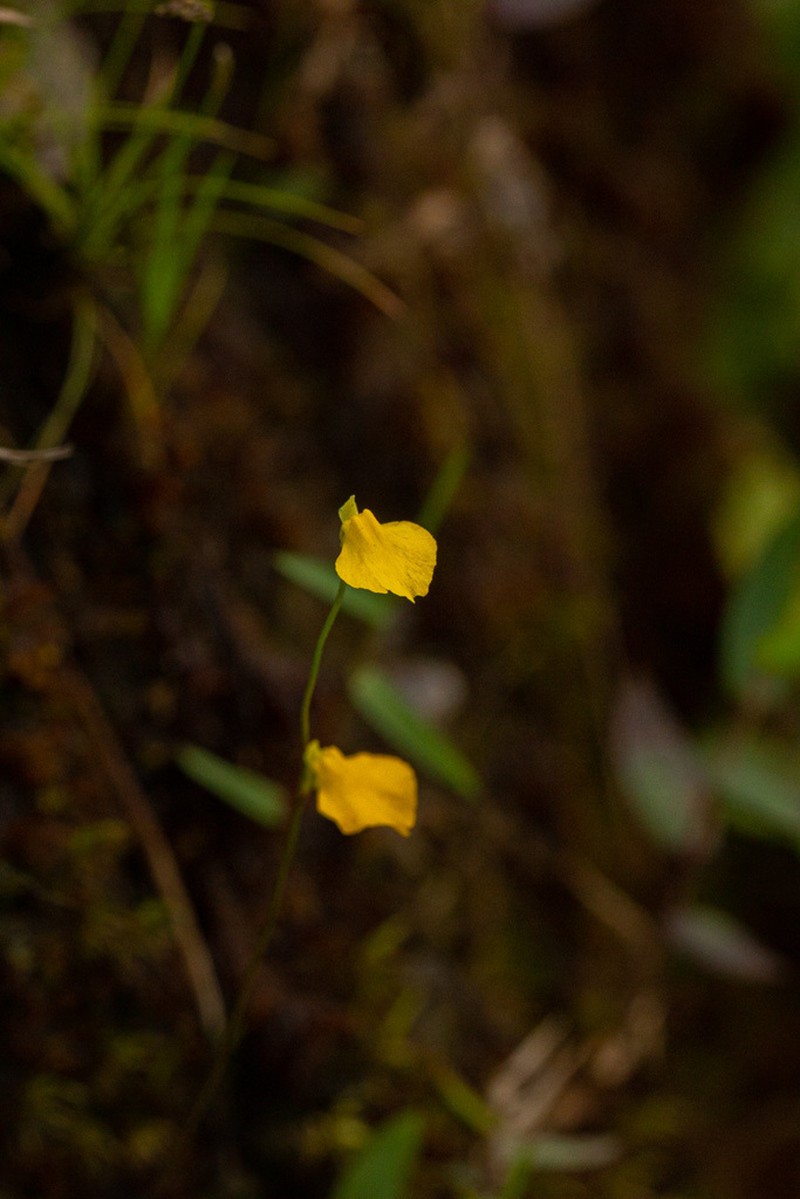 Utricularia troupinii