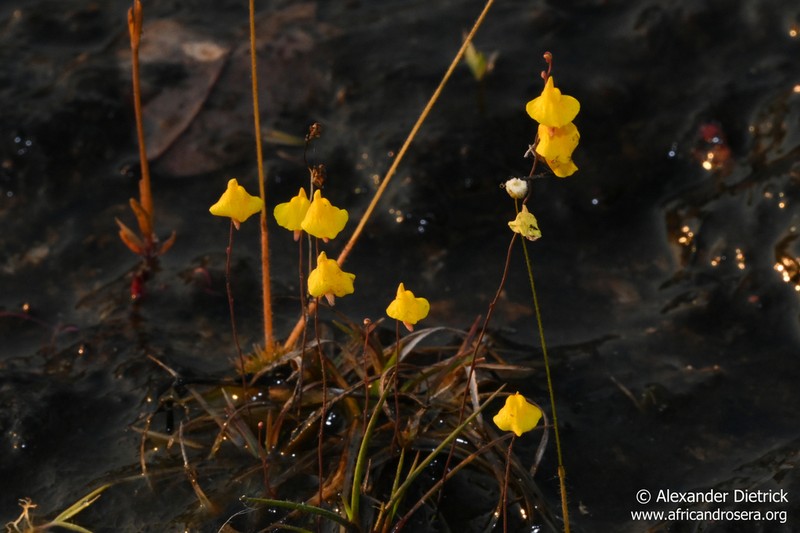 Utricularia troupinii photo 2