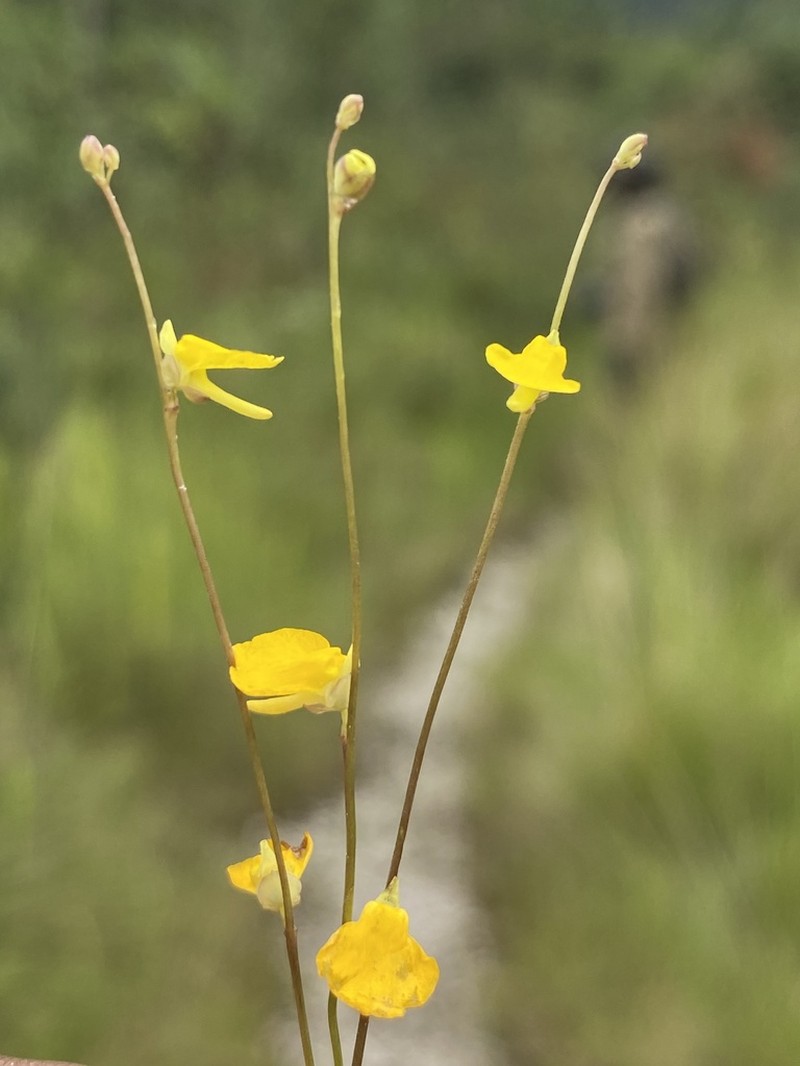 Utricularia troupinii photo 3