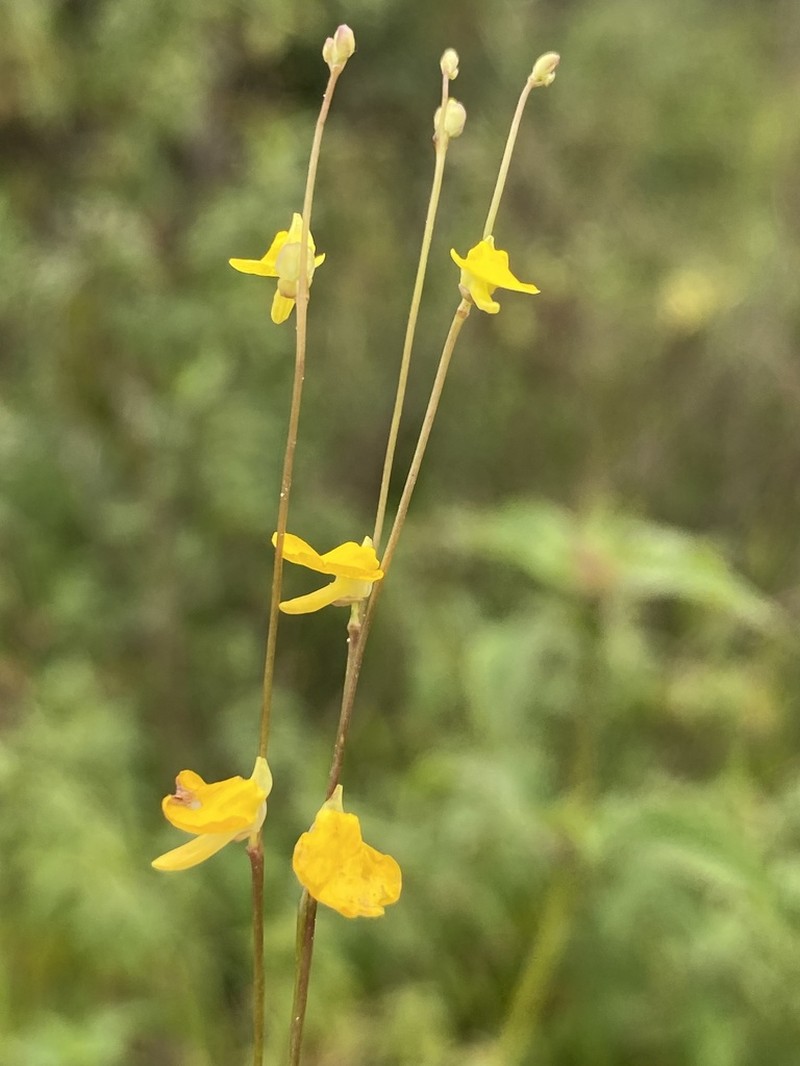 Utricularia troupinii photo 4