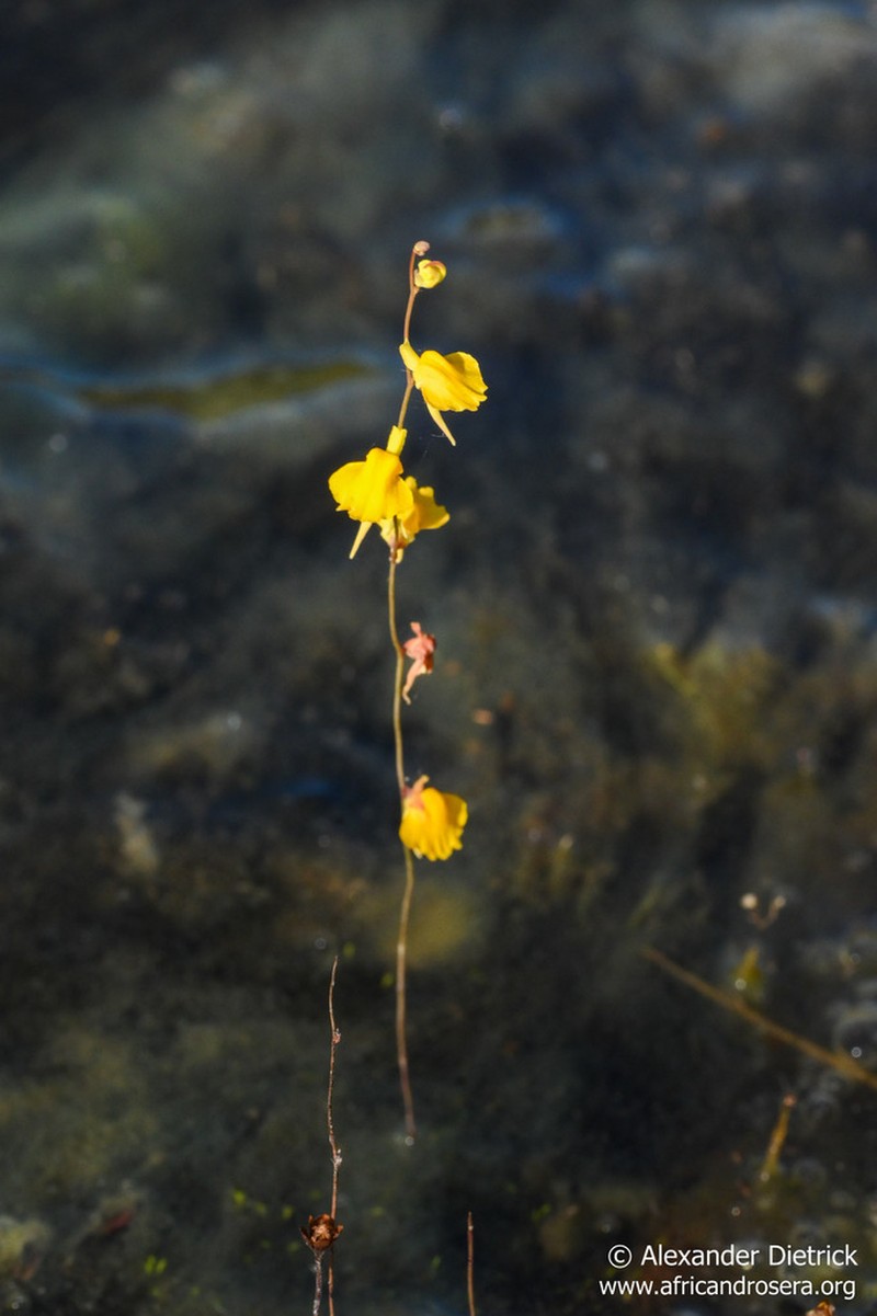 Utricularia troupinii photo 5
