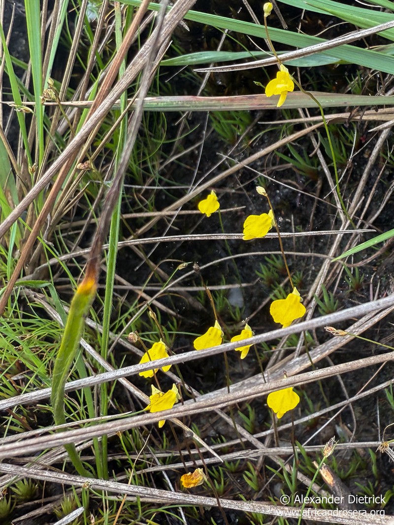 Utricularia troupinii photo 6
