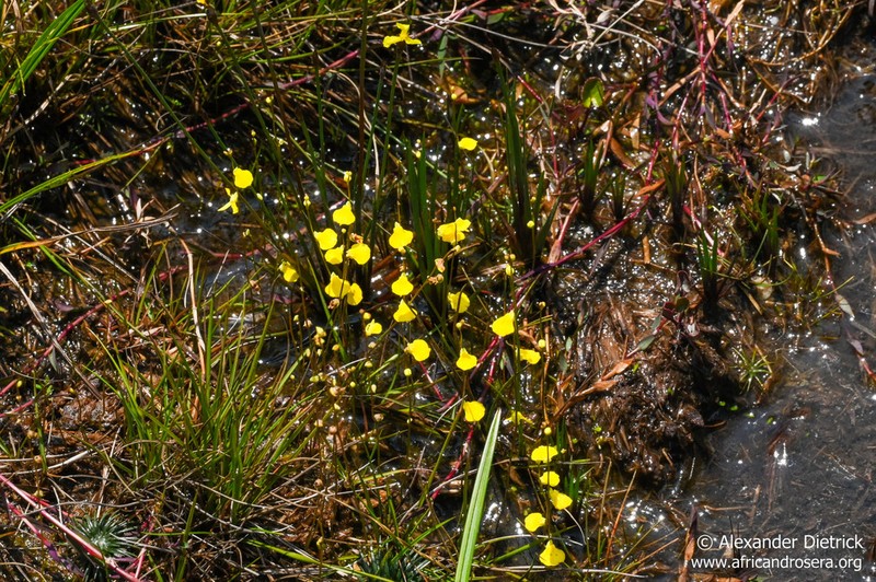 Utricularia troupinii photo 7