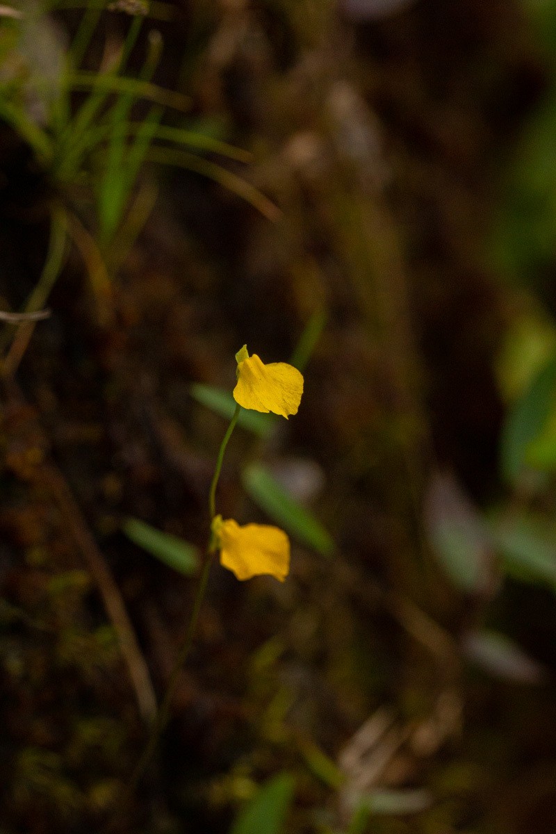 Utricularia troupinii photo 8