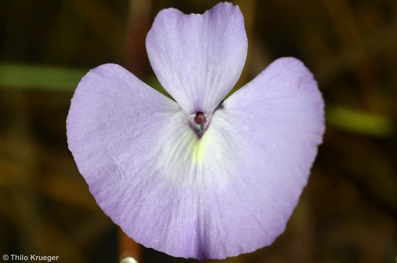 Utricularia tubulata