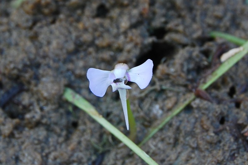 Utricularia tubulata photo 2