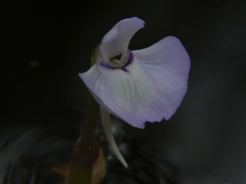 Utricularia tubulata photo 3