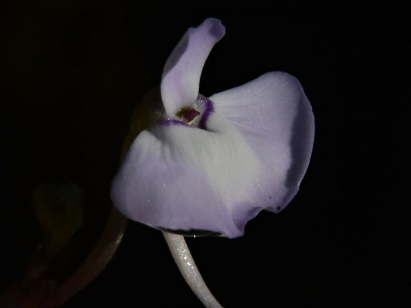 Utricularia tubulata photo 4