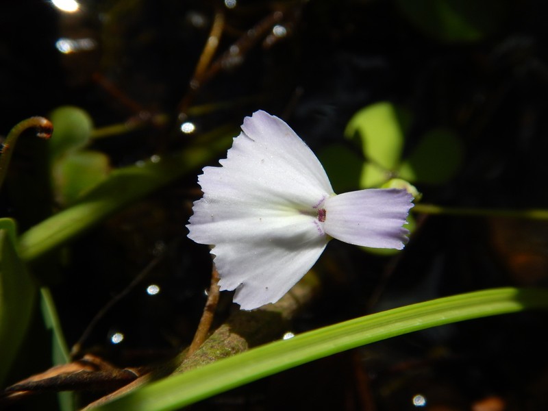 Utricularia tubulata photo 5
