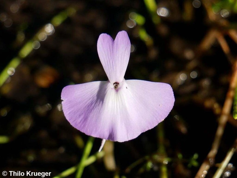 Utricularia tubulata photo 6
