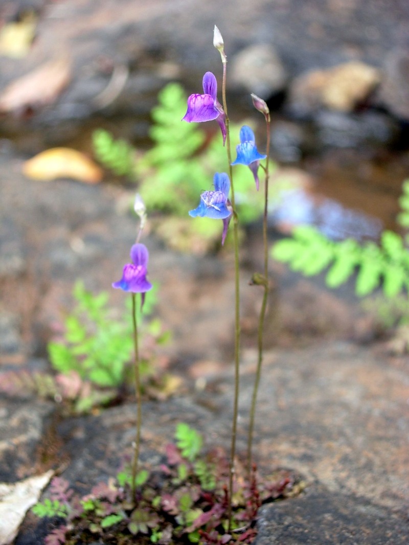 Bladderwort photo 3
