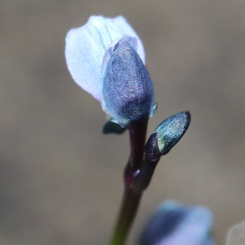 Bladderwort photo 4