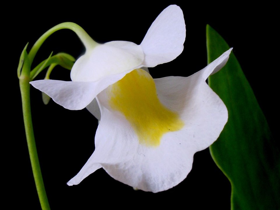 Bladderwort photo 5