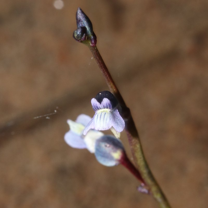 Bladderwort photo 6